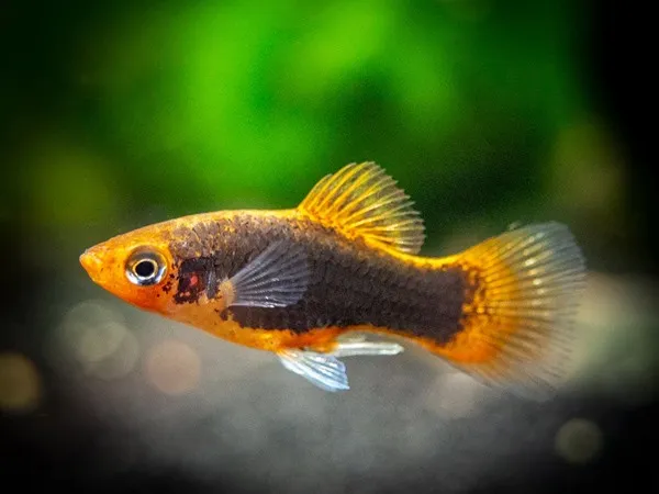 PLATY TUXEDO RED, xiphophorus maculatus 2-4 cm
