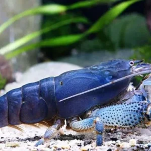 Atya gabonensis - Cameroon Armoured Shrimp, Bamboo Shrimp - Atyopsis 3-6 cm