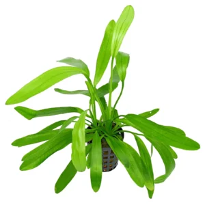 Echinodorus Uruguayensis in vasetto, pianta facile a foglia larga
