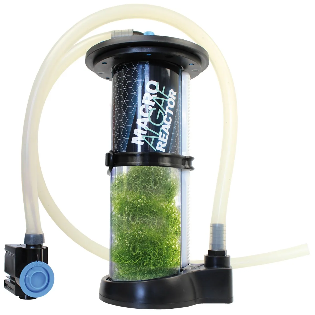 Alga Chaetomorpha per acquario marino - starter per refugium e reattore ad alghe