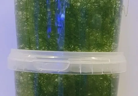 Alga Chaetomorpha per acquario marino - starter per refugium e reattore ad alghe