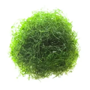 Alga Chaetomorpha per acquario marino - starter per refugium e reattore ad alghe