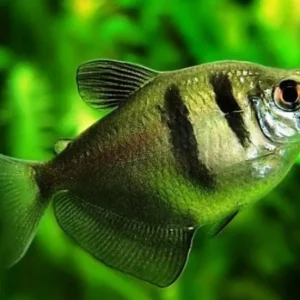 Gymnocorymbus ternetzi, pesce gonnella 2-5 cm