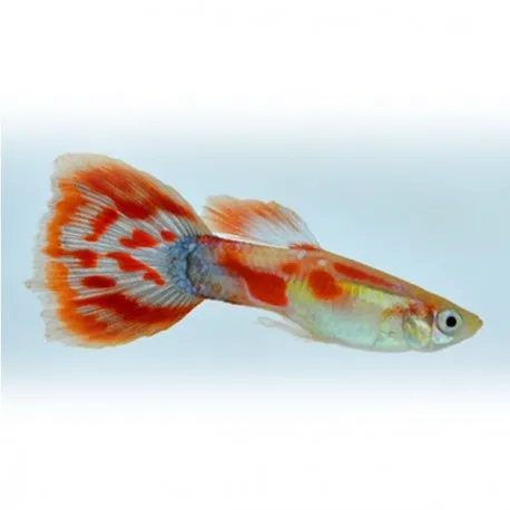 Guppy maschio Pigeon Blood, Poecilia reticulata male 3,5 cm
