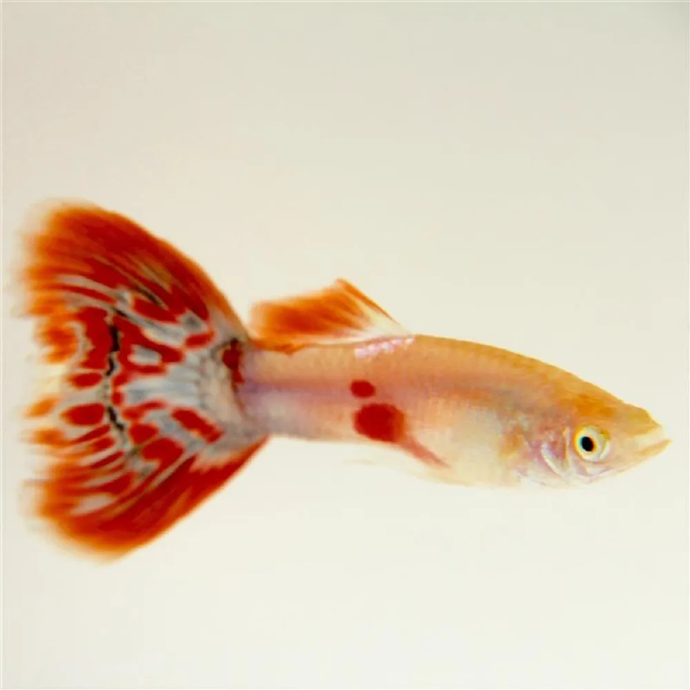 Guppy maschio Pigeon Blood, Poecilia reticulata male 3,5 cm