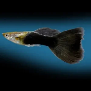 Guppy maschio Black Tail , Poecilia reticulata male 3,5 cm