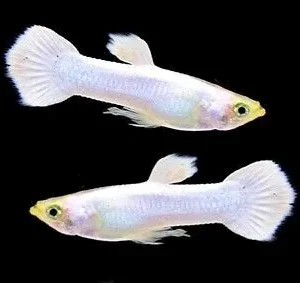 Guppy maschio Platinum Snow White base gold, Poecilia reticulata male 3,5 cm