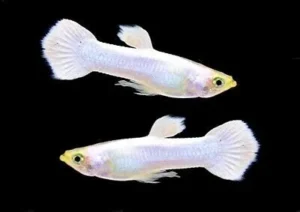 Coppia di Guppy Platinum Snow White base gold, Poecilia reticulata 3,5 cm maschio + femmina
