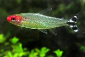 Hemigrammus Bleheri/Petitella georgiae 3-4 cm