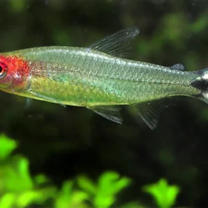 Hemigrammus Bleheri/Petitella georgiae 3-4 cm