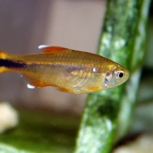 Hasemania nana red, tetra rame 2.5 cm