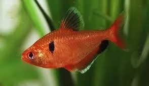 Hyphessobrycon callistus (pesce tetra serpae) 1,5 - 3 cm