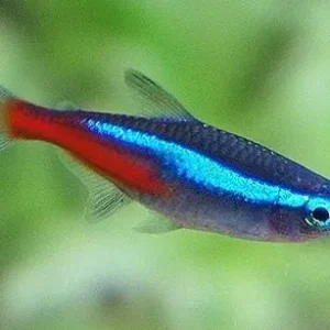 Paracheirodon innesi, Tetra Neon 1,5-2,5 cm