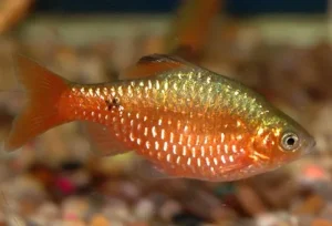 Barbus conchonius, Barbo rosa 2-3 cm