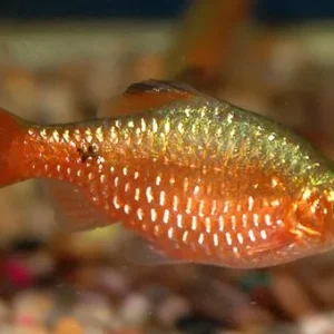 Barbus conchonius, Barbo rosa 2-3 cm