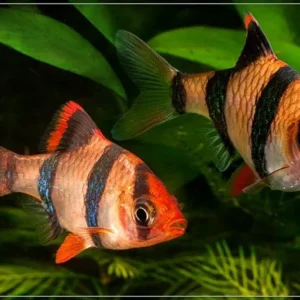 Barbus tetrazona, Barbo tighe 3 cm