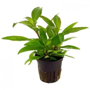 Hygrophila Corymbosa, pianta da sfondo o da centro facile a foglia larga in vasetto