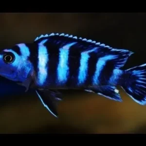 Pseudotropheus Demasoni 3-5 cm - Ciclidi Africani lago malawi