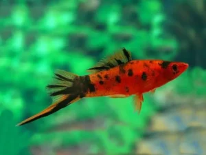 Portaspada Berlin Tuxedo, xiphophorus helleri red-black 3-5 cm