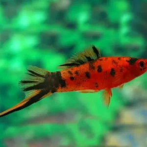 Portaspada Berlin Tuxedo, xiphophorus helleri red-black 3-5 cm