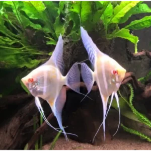 Pterophyllum Altum Peruensis Albino - 2,5-5 cm - NEW