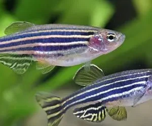 Brachydanio rerio - Danio Zebrato 2-3 cm - Danio Zebra