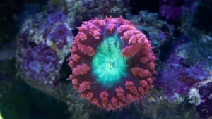 Blastomussa Wellsi premium red cuore verde fluo, bordo rosso - Corallo duro LPS facile - 1 head