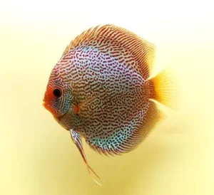 Symphysodon Discus Leopard Snake Skin - SG Discus Italia - 5-7 cm
