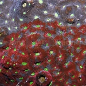 Favites Pentagona Red - Corallo duro LPS facile - frag circa 5 cm