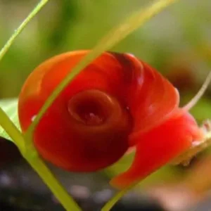 PLANORBARIUS CORNEUS RED, ROSSE - lumache detritivore - Planorbella Duryi Red