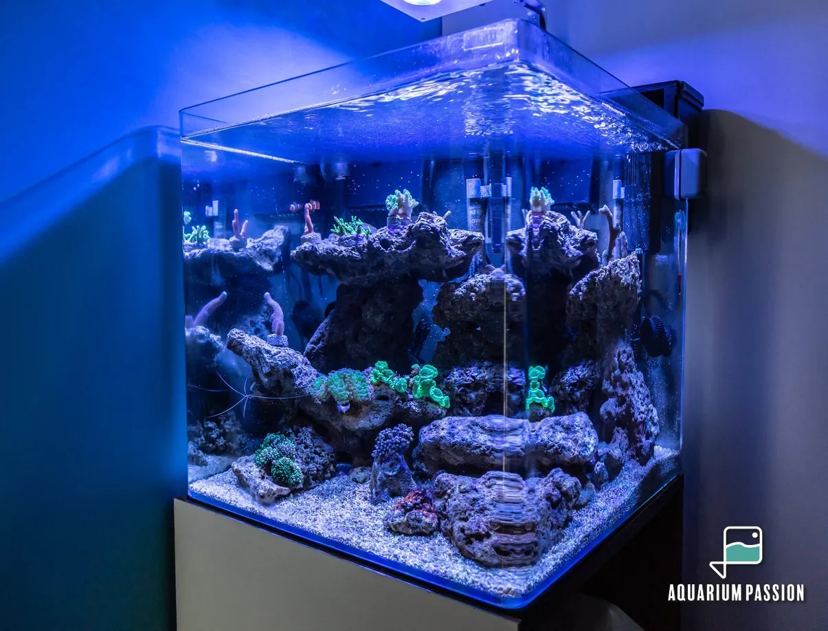Nano reef 60 litri completo di tecnica: skimmer, filtro a zainetto, pompe di movimento e plafoniera led Aqua Medic Qube 40 w