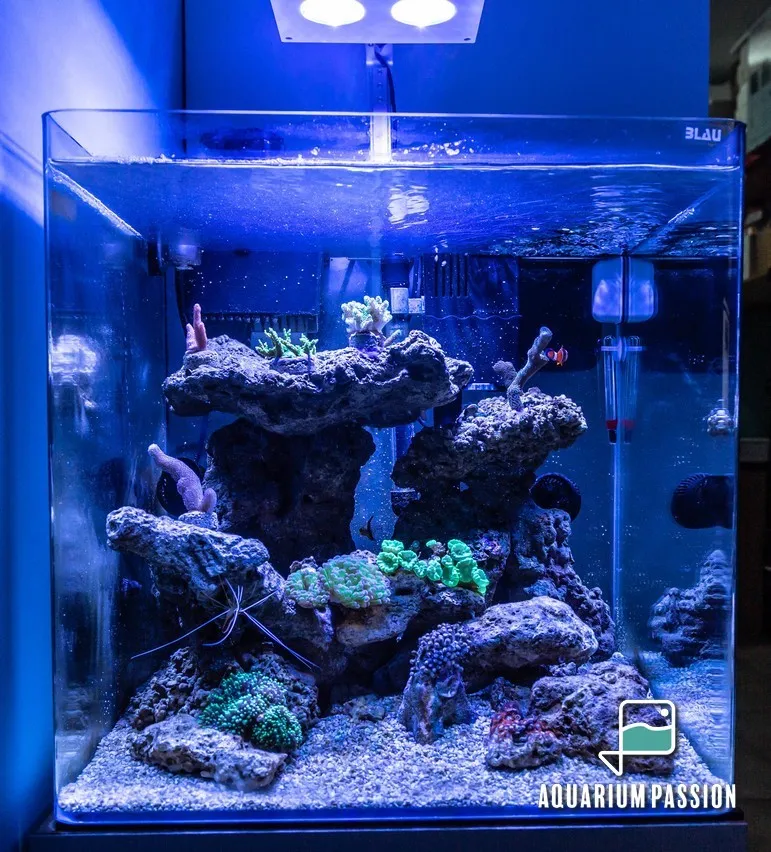 Nano reef 60 litri completo di tecnica: skimmer, filtro a zainetto, pompe di movimento e plafoniera led AI Pime 16 hd reef 59 w