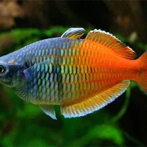 Melanotaenia Boesemani, pesce arcobaleno 5 cm