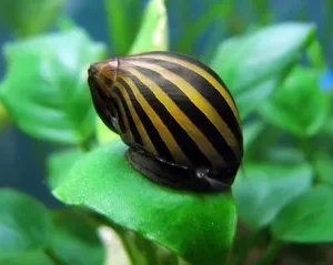 Neritina natalensis zebra paralella 2,5 cm mangia alghe nere a pennello