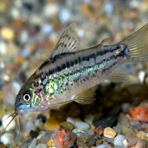 Corydoras Nannus  2 cm, pesce da fondo