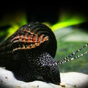 Lumaca Tylomelania White Spot Rabbit Snail 5 cm