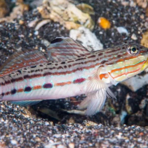 Valenciennea Longipinnis - Long-finned goby - setaccia la sabbia