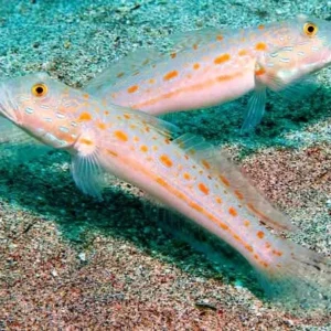 Valenciennea puellaris Gobbio - Fanciulla - setaccia la sabbia