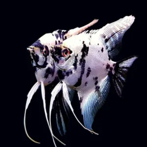 Pterophyllum Scalare Dalmatian 3-5 cm