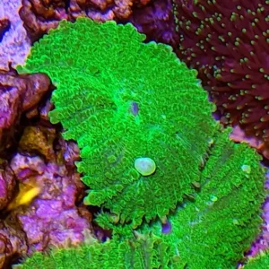 Rhodactis Inchoata Electric Green Premium - Tonga Mushroom - verde - Corallo molle facile - 1 disco su frag