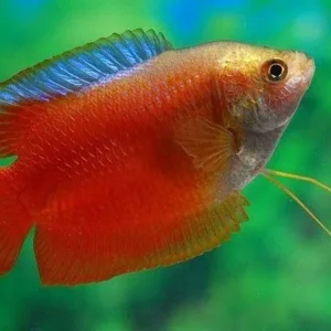 Colisa Lalia royal red, Gurami nano XL