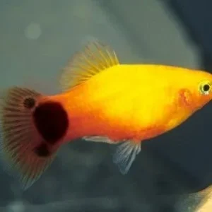 Platy Platy Sunset Mikey Mouse, xiphophorus maculatus 2-3 cm