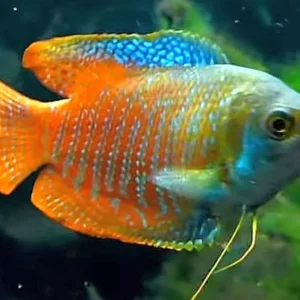 Colisa Lalia rainbow, Gurami nano 2-5 cm