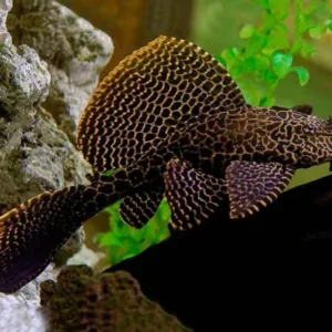 Pterygoplichthys Gibbiceps Leopard Pleco 5-8 cm pulitori da vetro alghivori