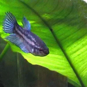 Betta splendens femmina color mix veiltail, pesce combattente femmina