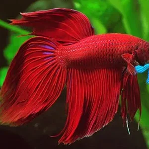 Betta splendens veiltail full red XL, pesce combattente maschio 4,5 cm