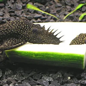 ANCISTRUS DOLICHOPTERUS 3-5 cm pulitori da vetro