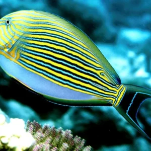 Acanthurus Lineatus - Pesce chirurgo pigiama