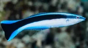Labroides Dimidiatus - Pesce dottore - labride
