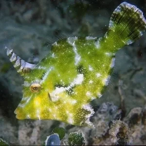 Acreichthys Tomentosus - Pesce Lima - mangia aiptasia